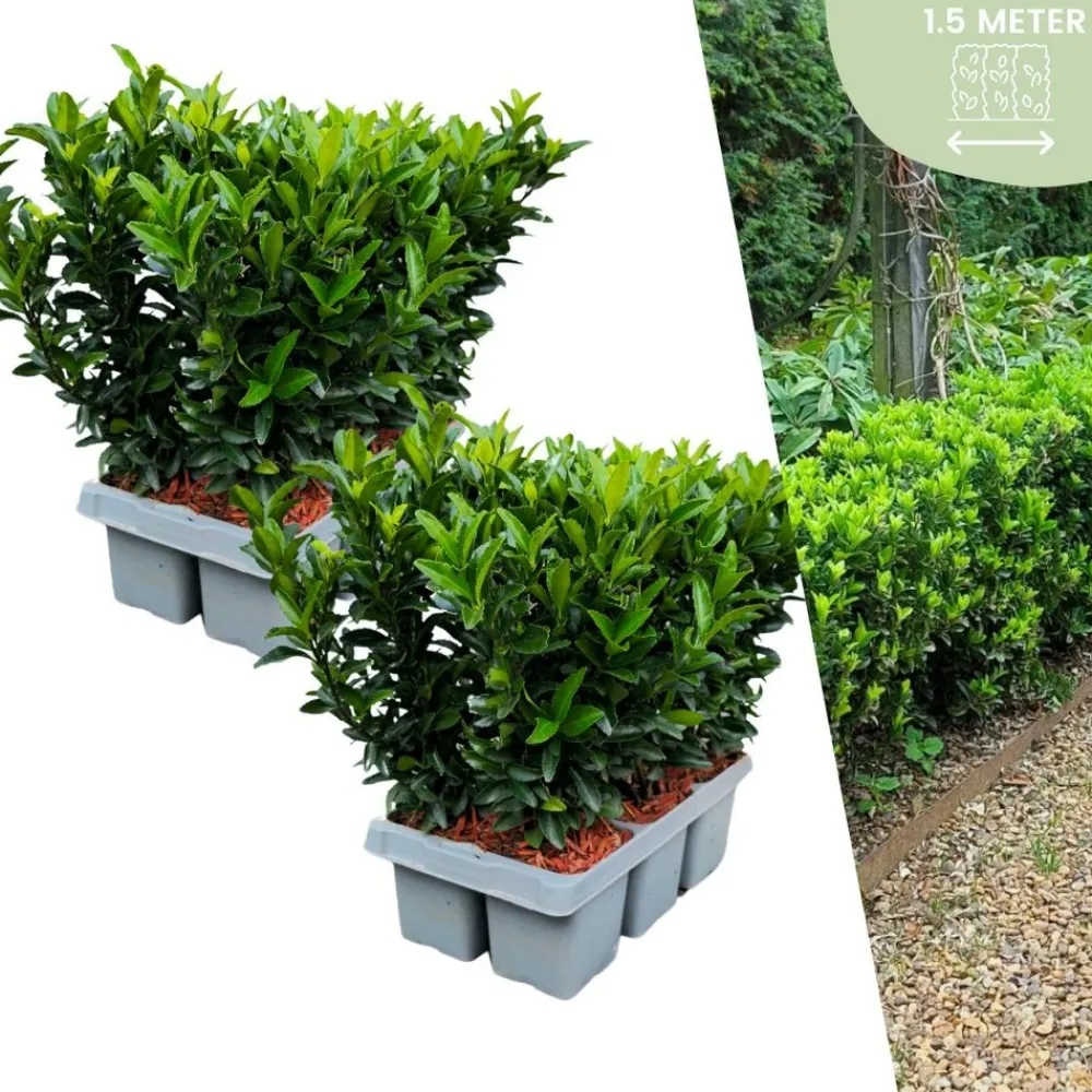 La Green Touch - 12 fusains 'green spire' Clearance