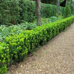 La Green Touch - 12 fusains 'green spire' Clearance