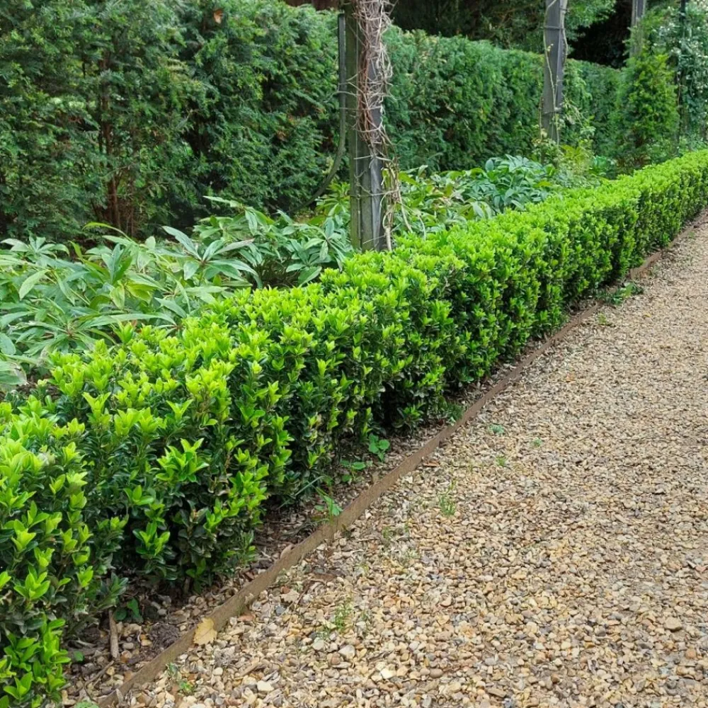La Green Touch - 12 fusains 'green spire' Clearance