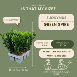 La Green Touch - 12 fusains 'green spire' Clearance