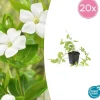 La Green Touch Fleurs De Saison | - Grande pervenche 'alba' x20 – entre 1,25 et 1,67m2