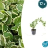 La Green Touch - Grande pervenche 'variegata' x12 – entre 0,75 et 1m2 Hot