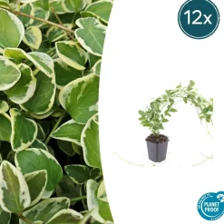 La Green Touch - Grande pervenche 'variegata' x12 – entre 0,75 et 1m2 Hot