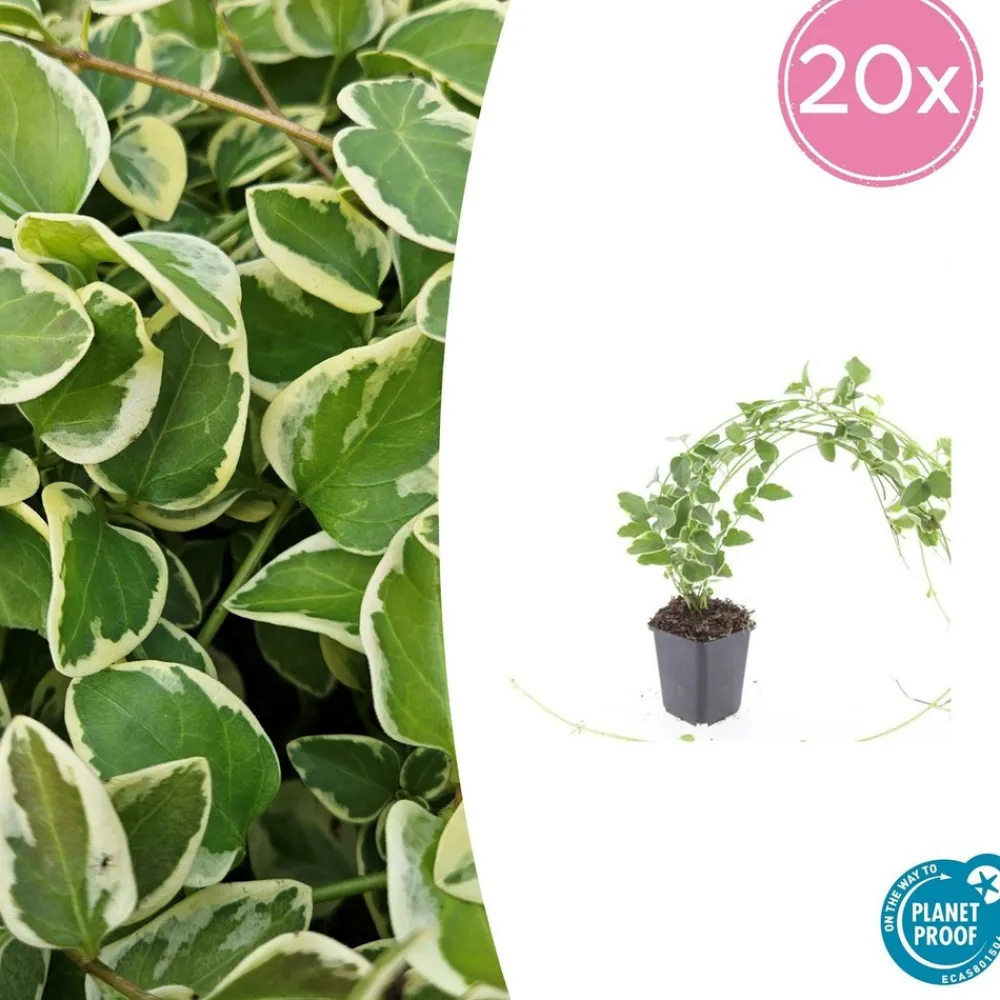 La Green Touch - Grande pervenche 'variegata' x12 – entre 0,75 et 1m2 Hot
