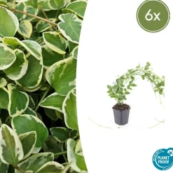 La Green Touch - Grande pervenche 'variegata' x6 – entre 0,38 et 0,5m2 New