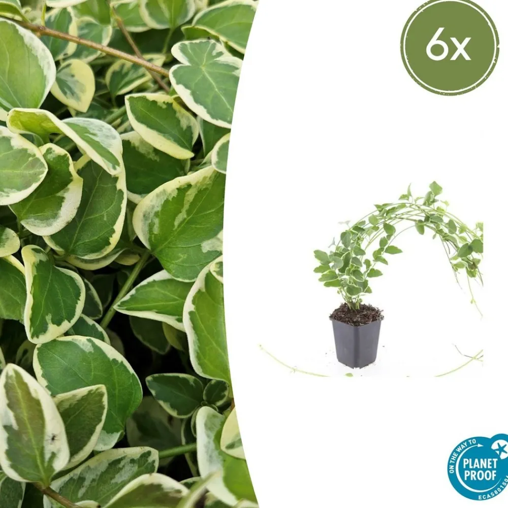 La Green Touch - Grande pervenche 'variegata' x6 – entre 0,38 et 0,5m2 New