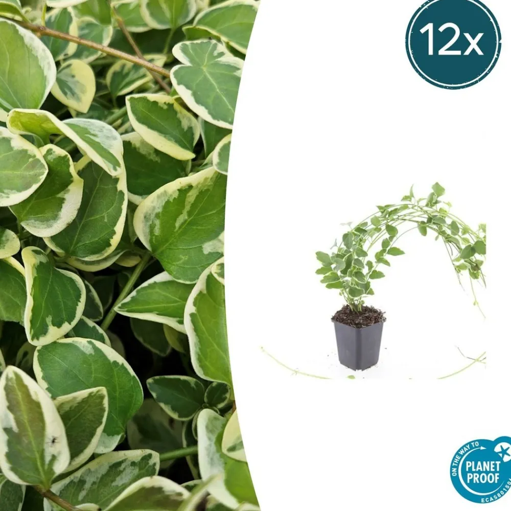 La Green Touch - Grande pervenche 'variegata' x6 – entre 0,38 et 0,5m2 New