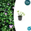 La Green Touch - Grande pervenche x12 – entre 0,75 et 1m2 Sale