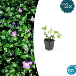 La Green Touch - Grande pervenche x12 – entre 0,75 et 1m2 Sale