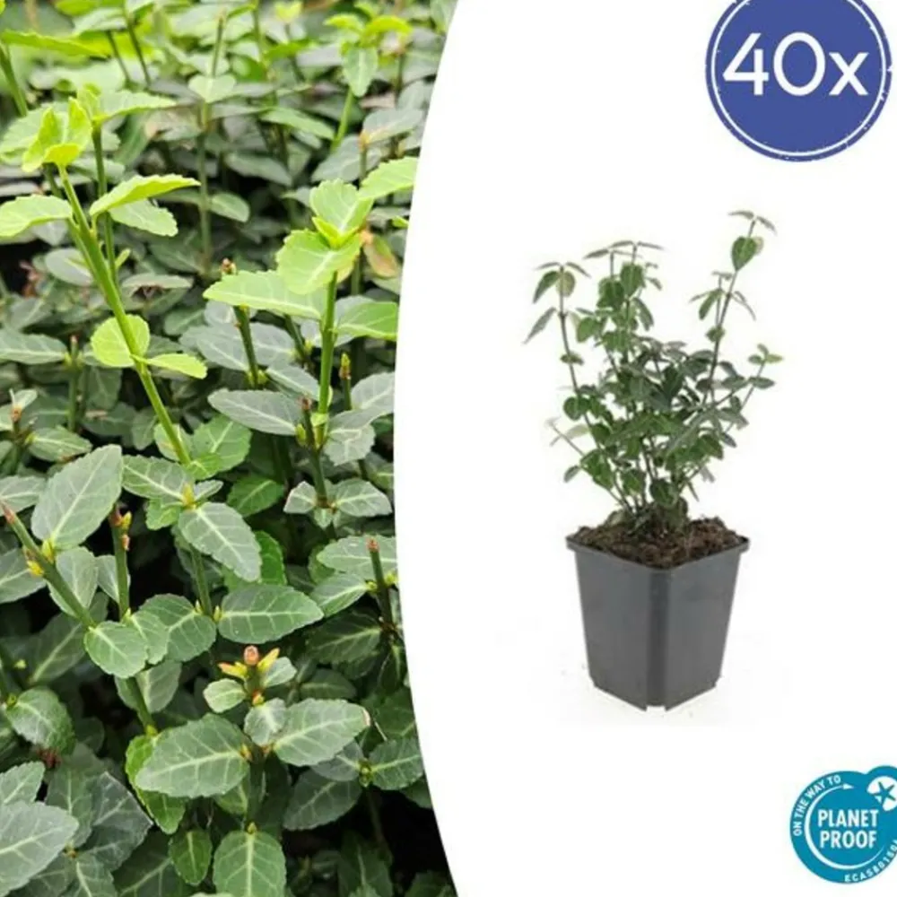 La Green Touch - Grande pervenche x12 – entre 0,75 et 1m2 Sale