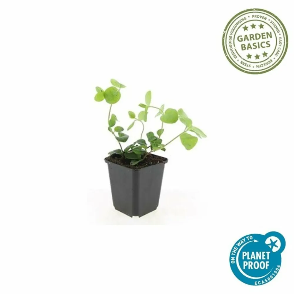 La Green Touch - Grande pervenche x12 – entre 0,75 et 1m2 Sale