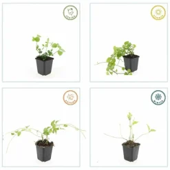 La Green Touch - Grande pervenche x12 – entre 0,75 et 1m2 Sale