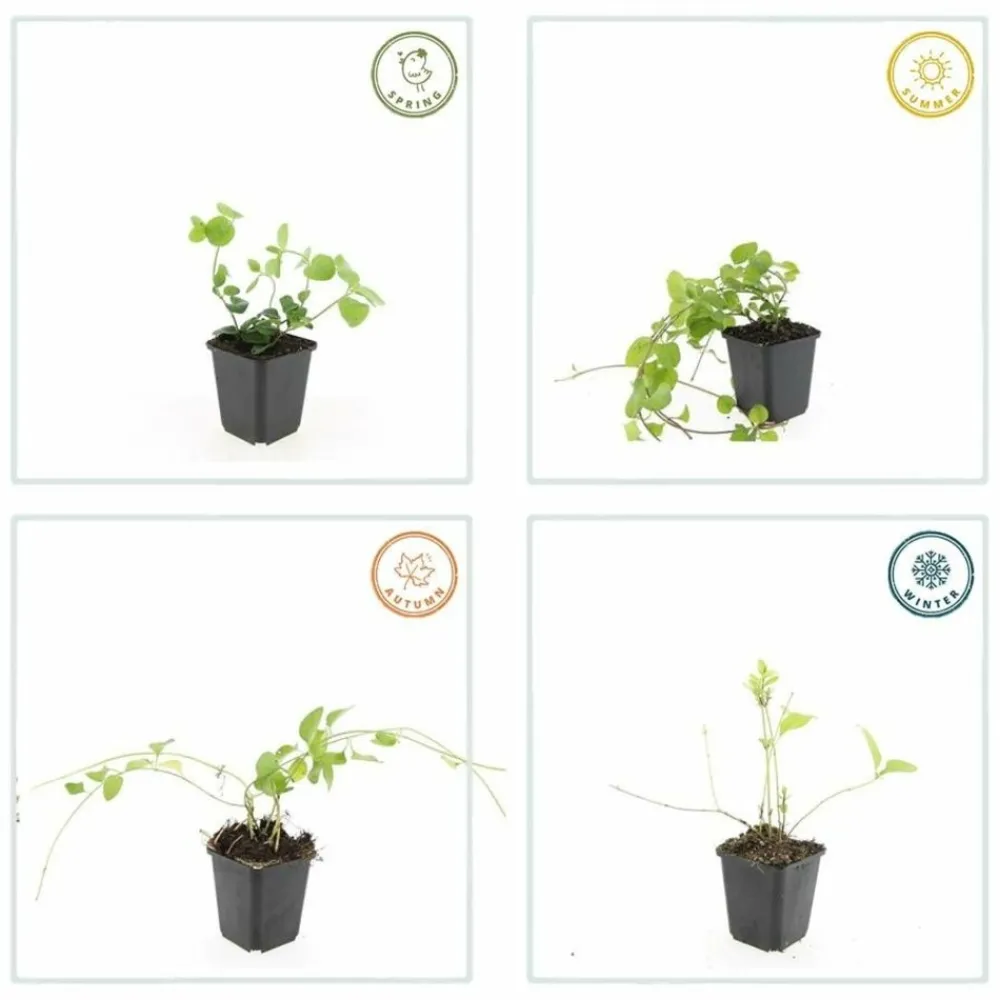 La Green Touch - Grande pervenche x12 – entre 0,75 et 1m2 Sale