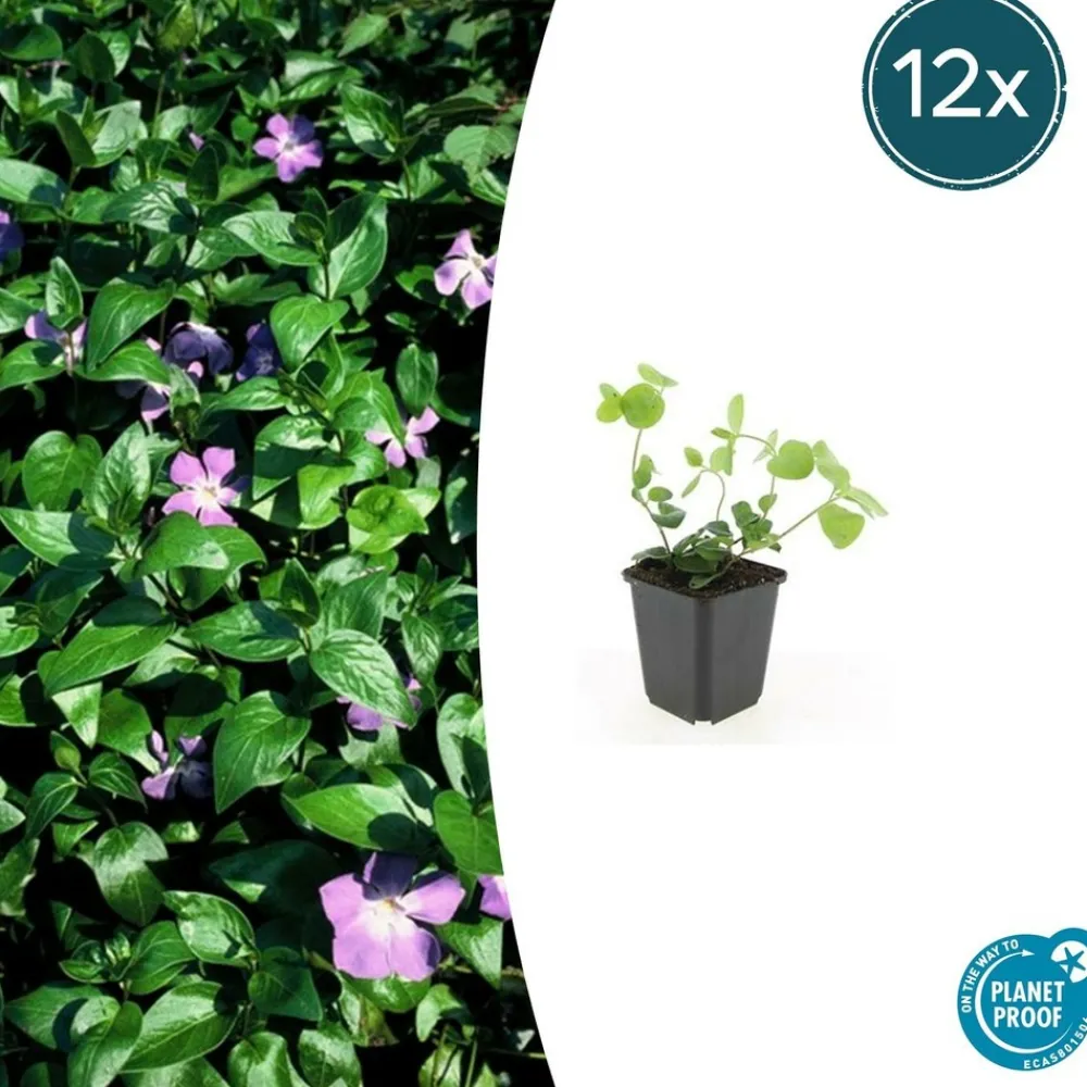 La Green Touch - Grande pervenche x12 – entre 0,75 et 1m2 Sale