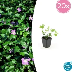 La Green Touch - Grande pervenche x12 – entre 0,75 et 1m2 Sale