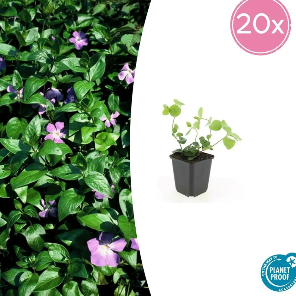 La Green Touch - Grande pervenche x12 – entre 0,75 et 1m2 Sale