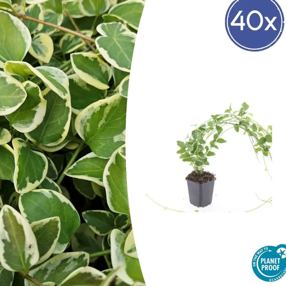 La Green Touch - Grande pervenche 'variegata' x40 – entre 2,5 et 3,33m2 Hot
