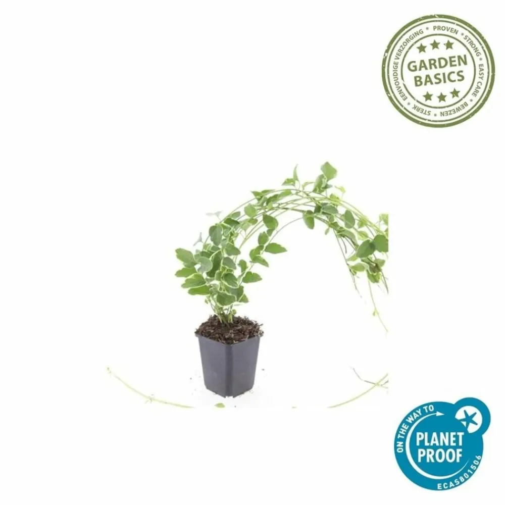 La Green Touch - Grande pervenche 'variegata' x40 – entre 2,5 et 3,33m2 Hot