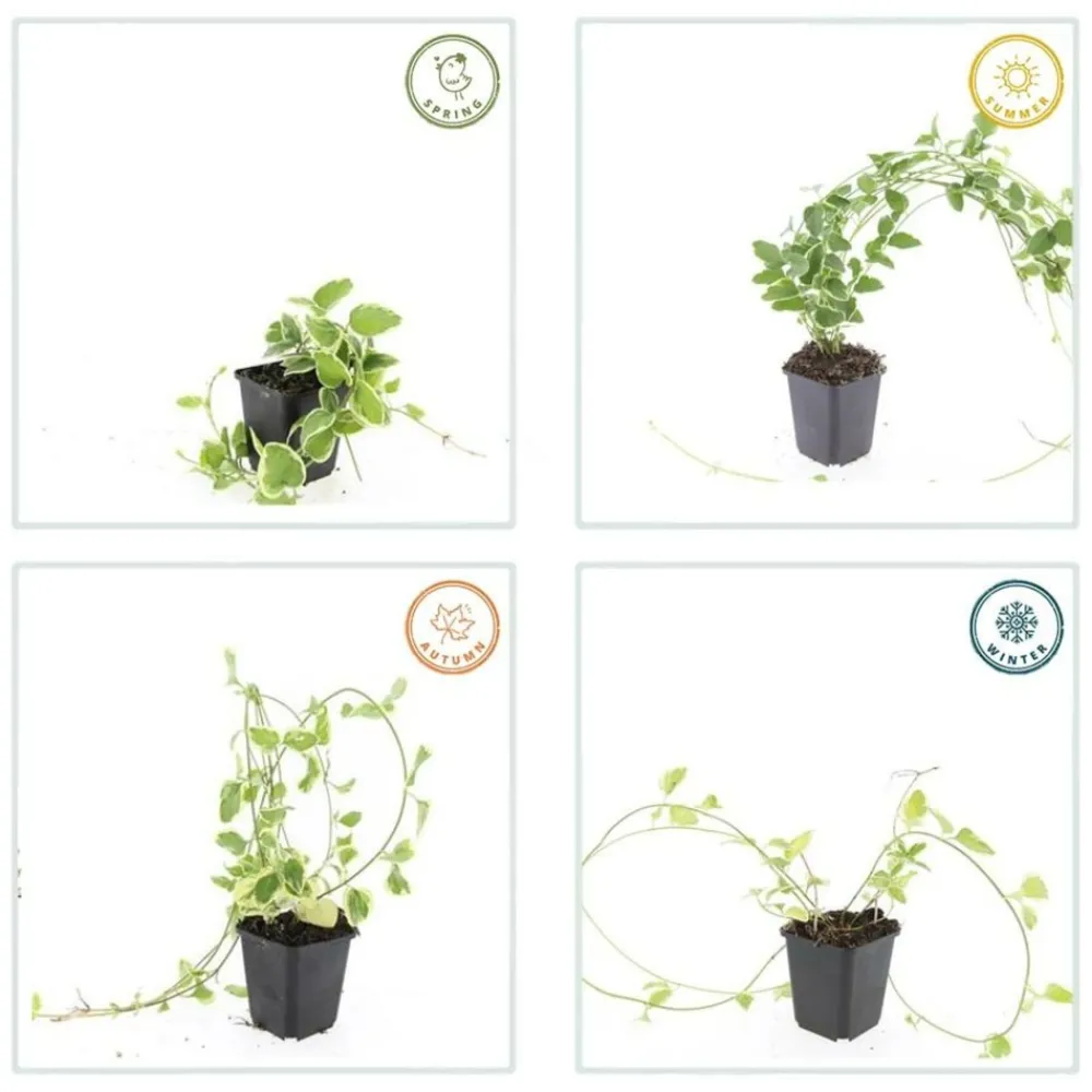 La Green Touch - Grande pervenche 'variegata' x40 – entre 2,5 et 3,33m2 Hot