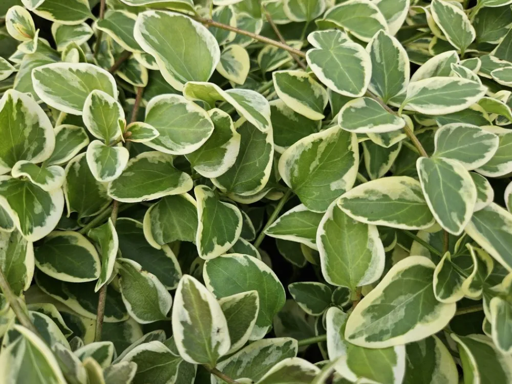 La Green Touch - Grande pervenche 'variegata' x40 – entre 2,5 et 3,33m2 Hot