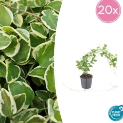 La Green Touch - Grande pervenche 'variegata' x40 – entre 2,5 et 3,33m2 Hot