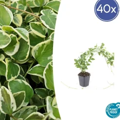 La Green Touch - Grande pervenche 'variegata' x40 – entre 2,5 et 3,33m2 Hot