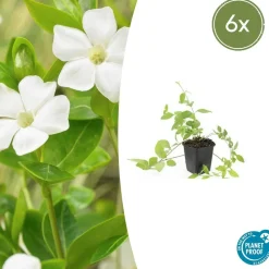La Green Touch Fleurs De Saison | - Grande pervenche 'alba' x6 – entre 0,38 et 0,5m2
