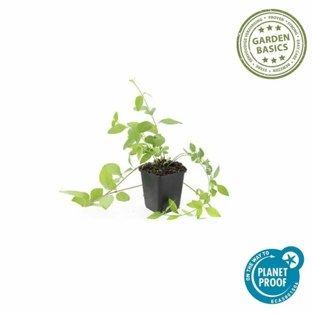 La Green Touch Fleurs De Saison | - Grande pervenche 'alba' x6 – entre 0,38 et 0,5m2