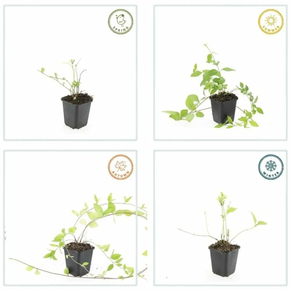 La Green Touch Fleurs De Saison | - Grande pervenche 'alba' x6 – entre 0,38 et 0,5m2