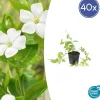 La Green Touch Fleurs De Saison | - Grande pervenche 'alba' x40 – entre 2,5 et 3,33m2