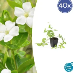 La Green Touch Fleurs De Saison | - Grande pervenche 'alba' x40 – entre 2,5 et 3,33m2