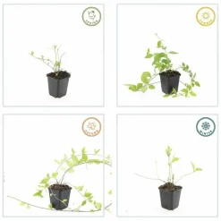 La Green Touch Fleurs De Saison | - Grande pervenche 'alba' x40 – entre 2,5 et 3,33m2