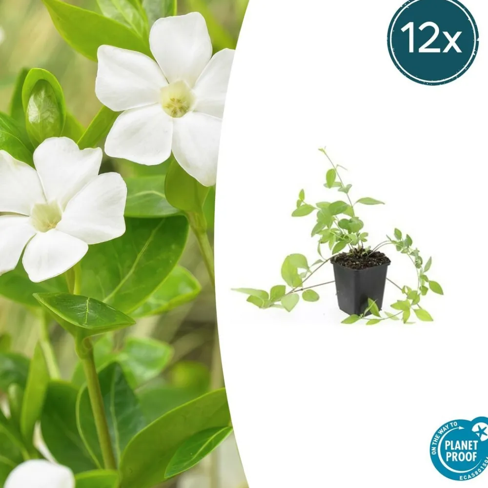 La Green Touch Fleurs De Saison | - Grande pervenche 'alba' x40 – entre 2,5 et 3,33m2