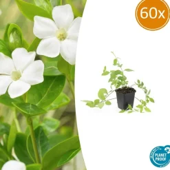 La Green Touch Fleurs De Saison | - Grande pervenche 'alba' x60 – entre 3,75 et 5m2