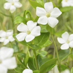 La Green Touch Fleurs De Saison | - Grande pervenche 'alba' x60 – entre 3,75 et 5m2