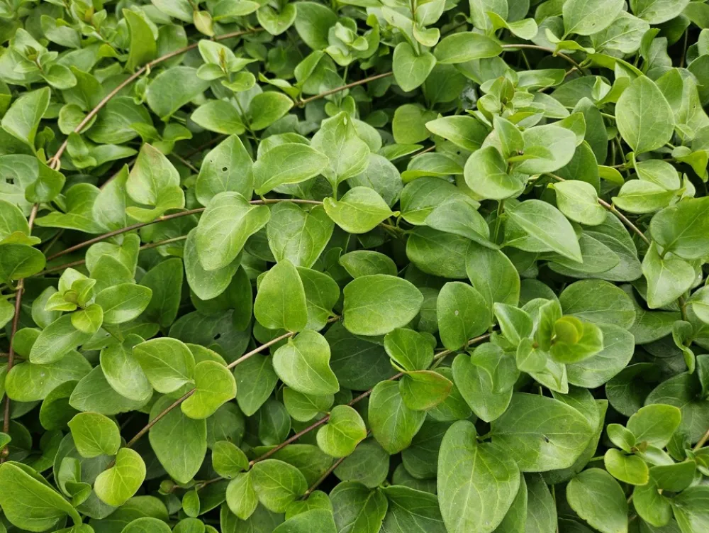 La Green Touch Fleurs De Saison | - Grande pervenche 'alba' x60 – entre 3,75 et 5m2