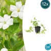 La Green Touch Fleurs De Saison | - Grande pervenche 'alba' x12 – entre 0,75 et 1m2