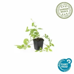 La Green Touch Fleurs De Saison | - Grande pervenche 'alba' x12 – entre 0,75 et 1m2