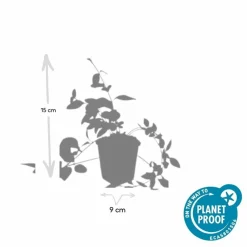 La Green Touch Fleurs De Saison | - Grande pervenche 'alba' x12 – entre 0,75 et 1m2
