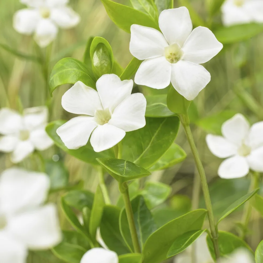 La Green Touch Fleurs De Saison | - Grande pervenche 'alba' x12 – entre 0,75 et 1m2