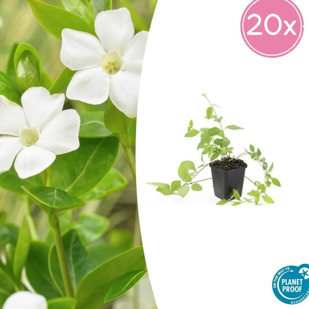 La Green Touch Fleurs De Saison | - Grande pervenche 'alba' x12 – entre 0,75 et 1m2