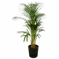 La Green Touch Plantes Vertes | - Grand palmier areca et son pot - hauteur 85cm