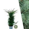 La Green Touch - Grands ifs h125cm pour 10 mètres linéaires de haie 20x12l Outlet