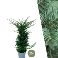 La Green Touch - Grands ifs h125cm pour 10 mètres linéaires de haie 20x12l Outlet