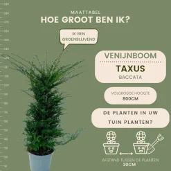La Green Touch - Grands ifs h125cm pour 10 mètres linéaires de haie 20x12l Outlet