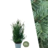 La Green Touch - Grands ifs h100cm pour 10 mètres linéaires de haie 25x12l Clearance