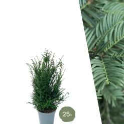 La Green Touch - Grands ifs h100cm pour 10 mètres linéaires de haie 25x12l Clearance