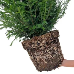 La Green Touch - Grands ifs h100cm pour 10 mètres linéaires de haie 25x12l Clearance