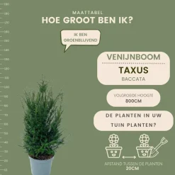 La Green Touch - Grands ifs h100cm pour 10 mètres linéaires de haie 25x12l Clearance