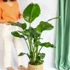 La Green Touch - Grand strelitzia nicolai 100cm - plante d'intérieur Sale